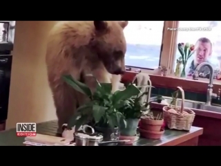 California man finds bear enjoying a soak in his hot tub