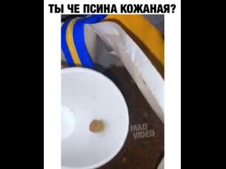 Кидается она, с ноги 🦵 ей