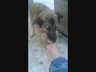 Продолжаем давать глистогонку собакам 24 02 2019