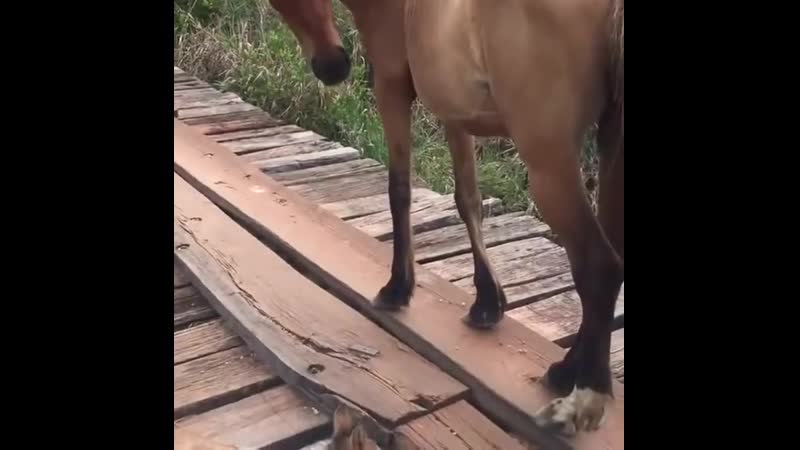 Мужчина помог выбраться жеребенку ve;xbyf gjvju ds,hfnmcz ;tht,tyre ve;xbyf gjvju ds,hfnmcz ;tht,tyre ve;xbyf gjvju ds,hfnmcz