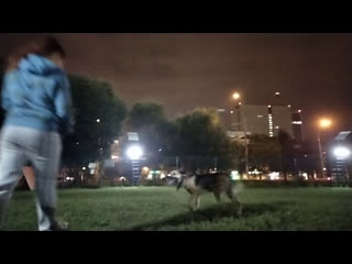 Live овчар волонтер кинолог