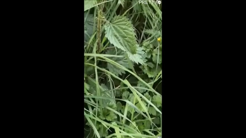 Сорви эту штуку (vhs video)