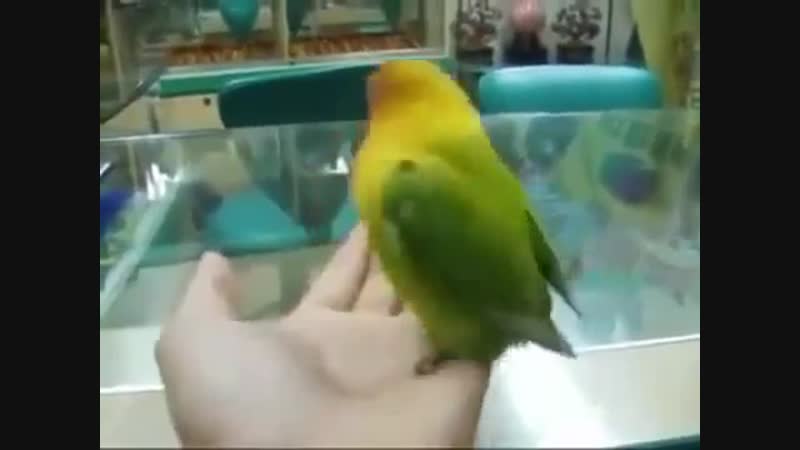 Спалил дрочера ебаного перед мамкой