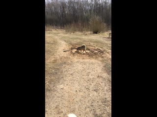 Адель и берни