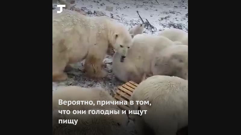 Почему медведи нападают на поселения на новой земле