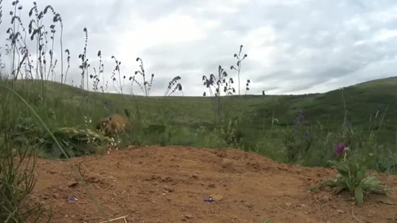 Сурок это большой суслик😀🕵️ поднял лапку на камеру, но вовремя одумался)))