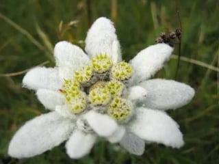 Edelweiss