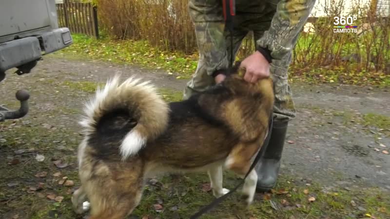 Медведь, оставайся в лесу