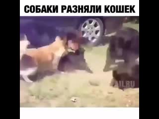 Разняли кошек