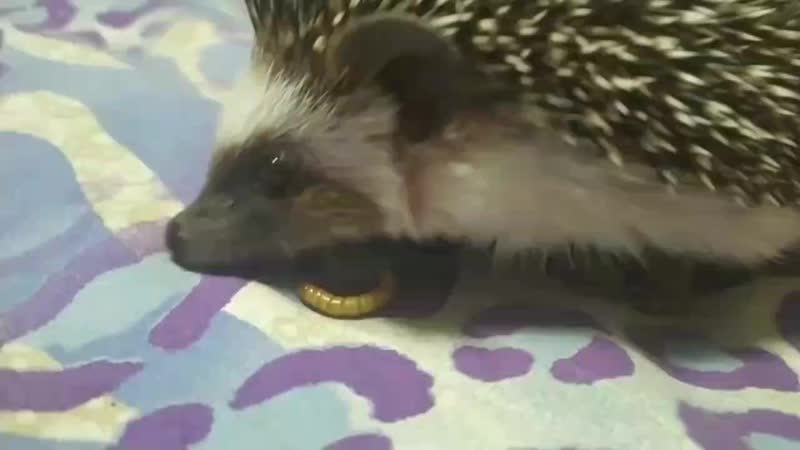 Мальчонок ежонок пробует мучника в первый раз!