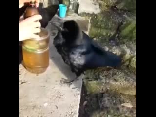 Черный ворон