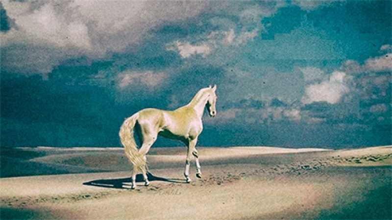 Ахал теке cамая красивая лошадь