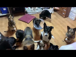 Групповое позирование особых друзей 🐶