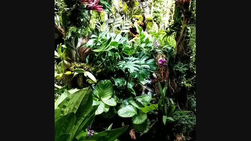 Terrarium vanda video 1544290264915 mp4