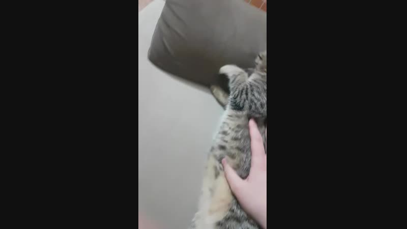 Джимбо джамбо и бинго бонго