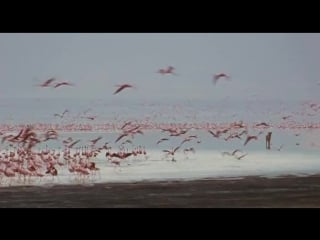 Пурпурные крылья тайна фламинго / the crimson wing mystery of the flamingos (2008) disney nature