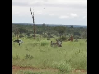 Seeing a kori bustard and a secretary bird just on their own is an unusual sighting