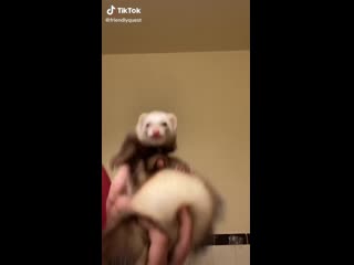 Matt d’plum(@friendlyquest) on tiktok i wanna see your duets 💕 fyp ferret