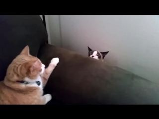 Ultimate cats compilation 2015 best vines coub [omnomnom]