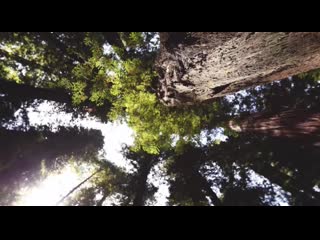 Experience the magic of redwoods