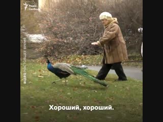 Безвіз для бабусі