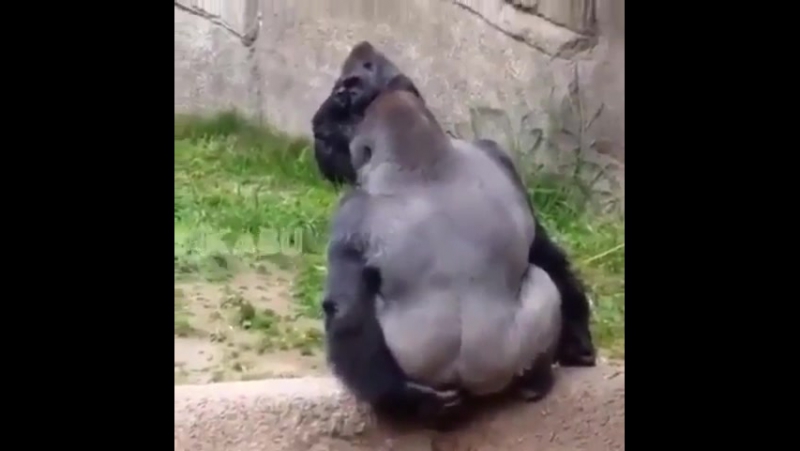 Каловая граната / баян