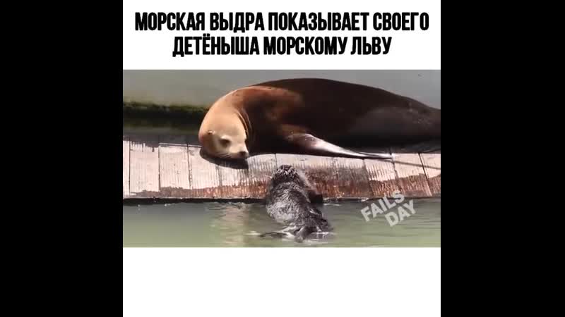 Морская выдра показывает своего детёныша морскому льву