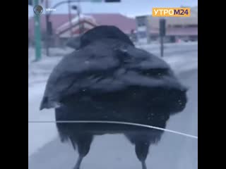 Идеальная аэродинамика утро москва 24