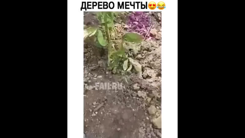Денежное дерево