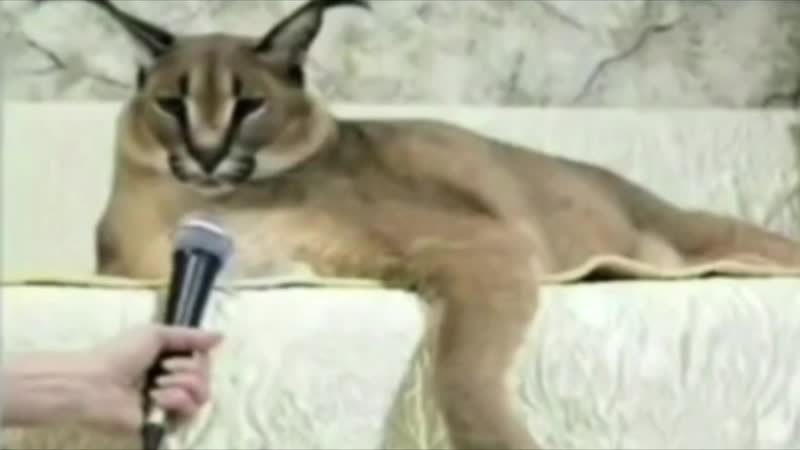 Kizaru porn video – Kizaru зачитал