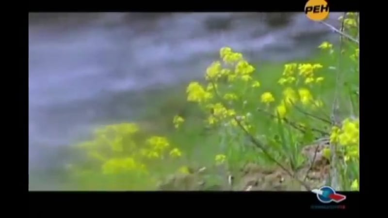 Лекарственные травы, лечебные травы, лечебные минералы, подборка передач рен tv