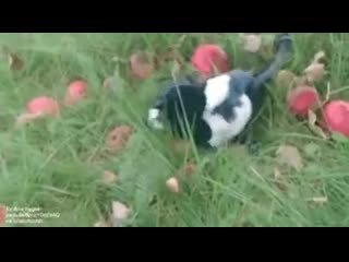 Magpie drunk сорока напилась