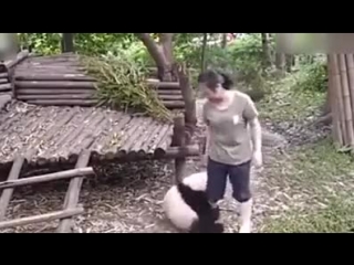 This must be love pandas won't let their zookeeper go