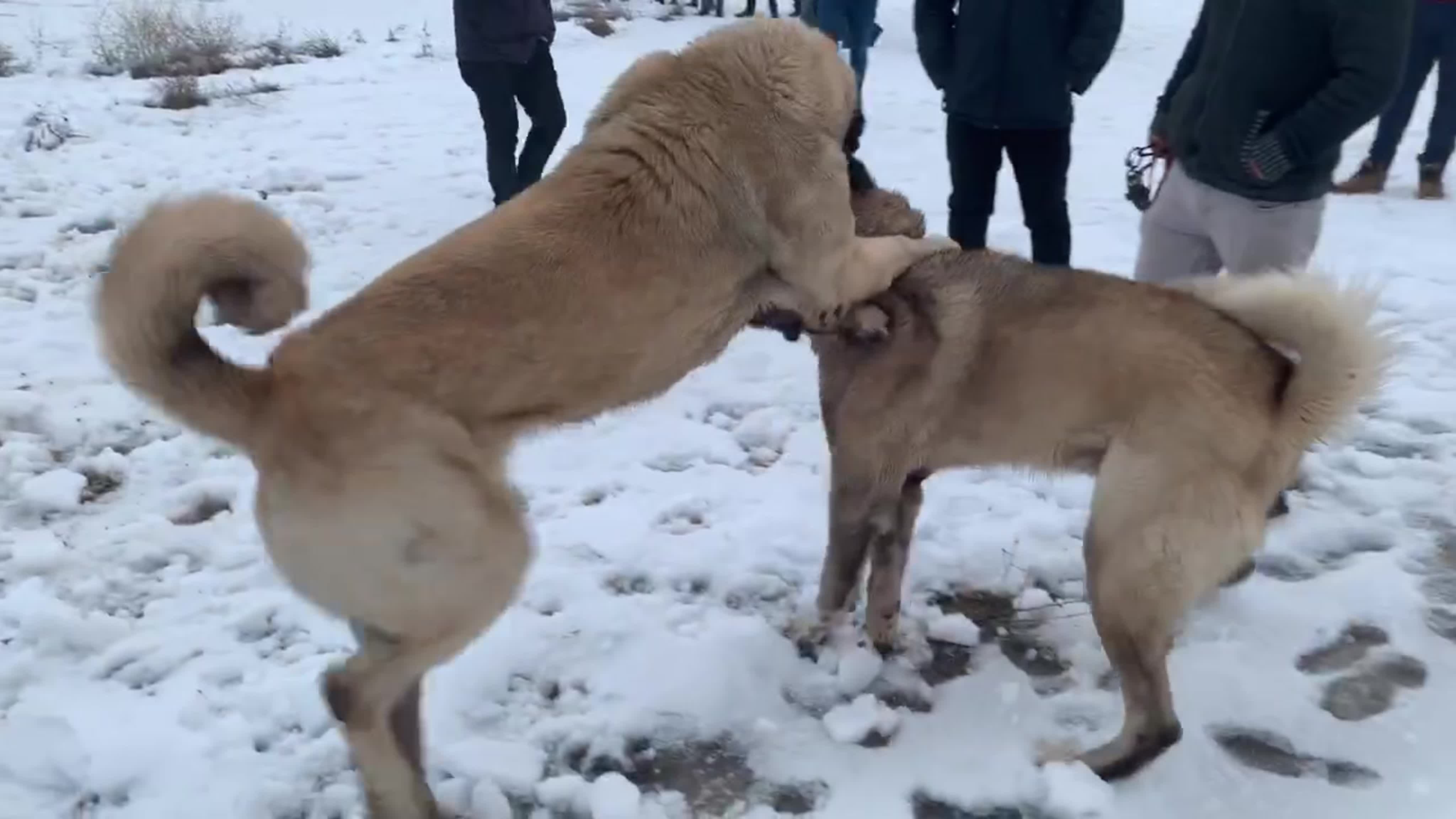 Sivas Kangal Porn