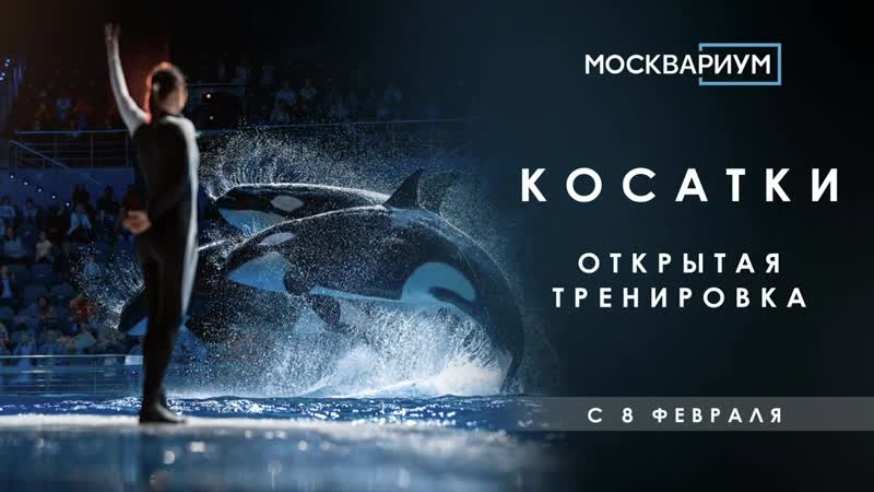 Косатки открытые тренирои