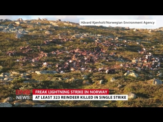 В норвегии молнией молодые более 320 оленей