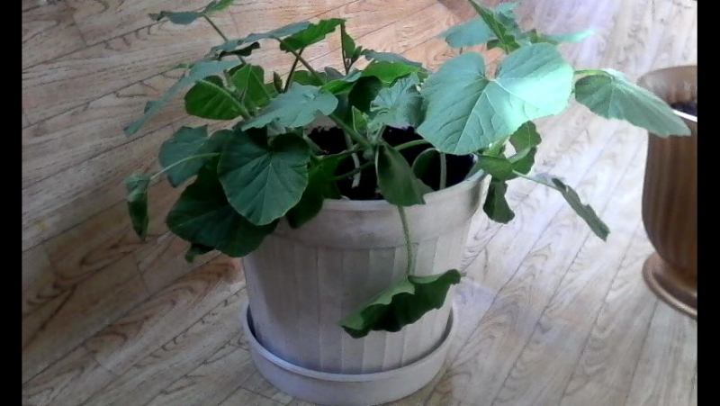 Как вырастить тыкву