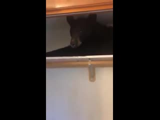 Us family finds young bear napping in closet