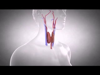 Строение и функция паращитовидных желез / гиперпаратиреоз