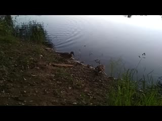 Vid 20200621 213117 mp4