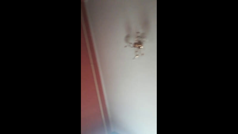Ксю какает