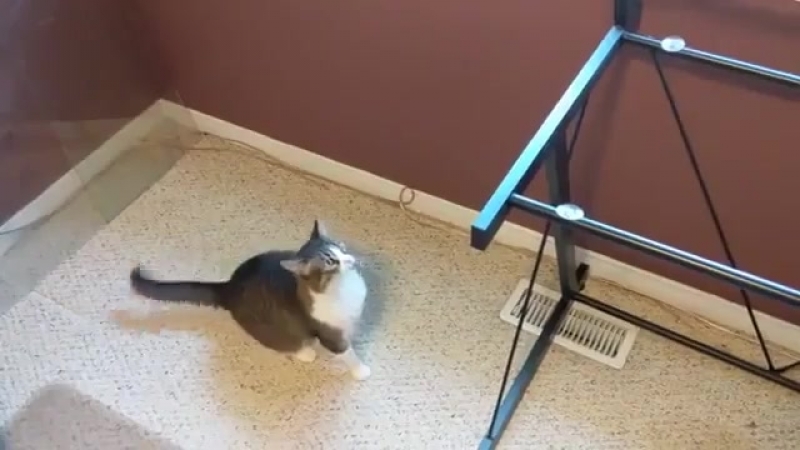 Как отучить кота прыгать на стеклянный столик