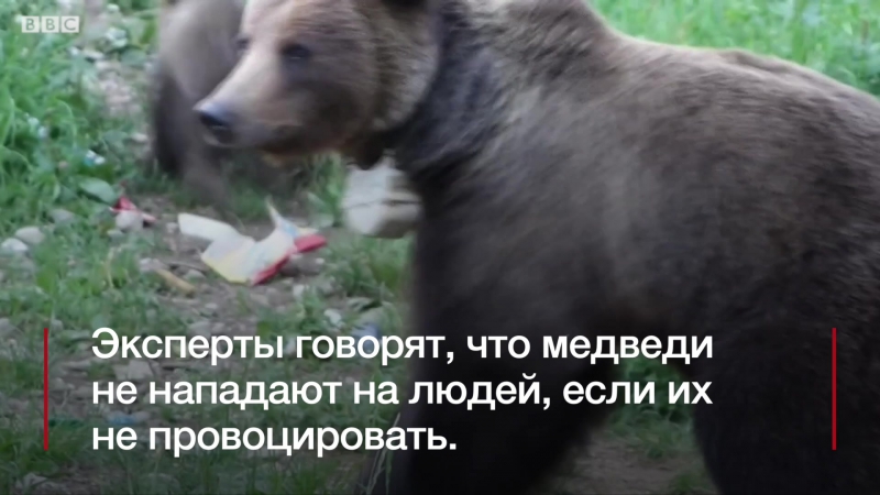 Нашествие медведей на румынские города