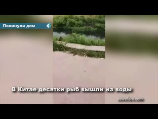 Десятки рыб вышли из воды и поползли по суше в другие водоемы