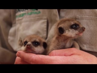 Meerkat baby boom at taronga!