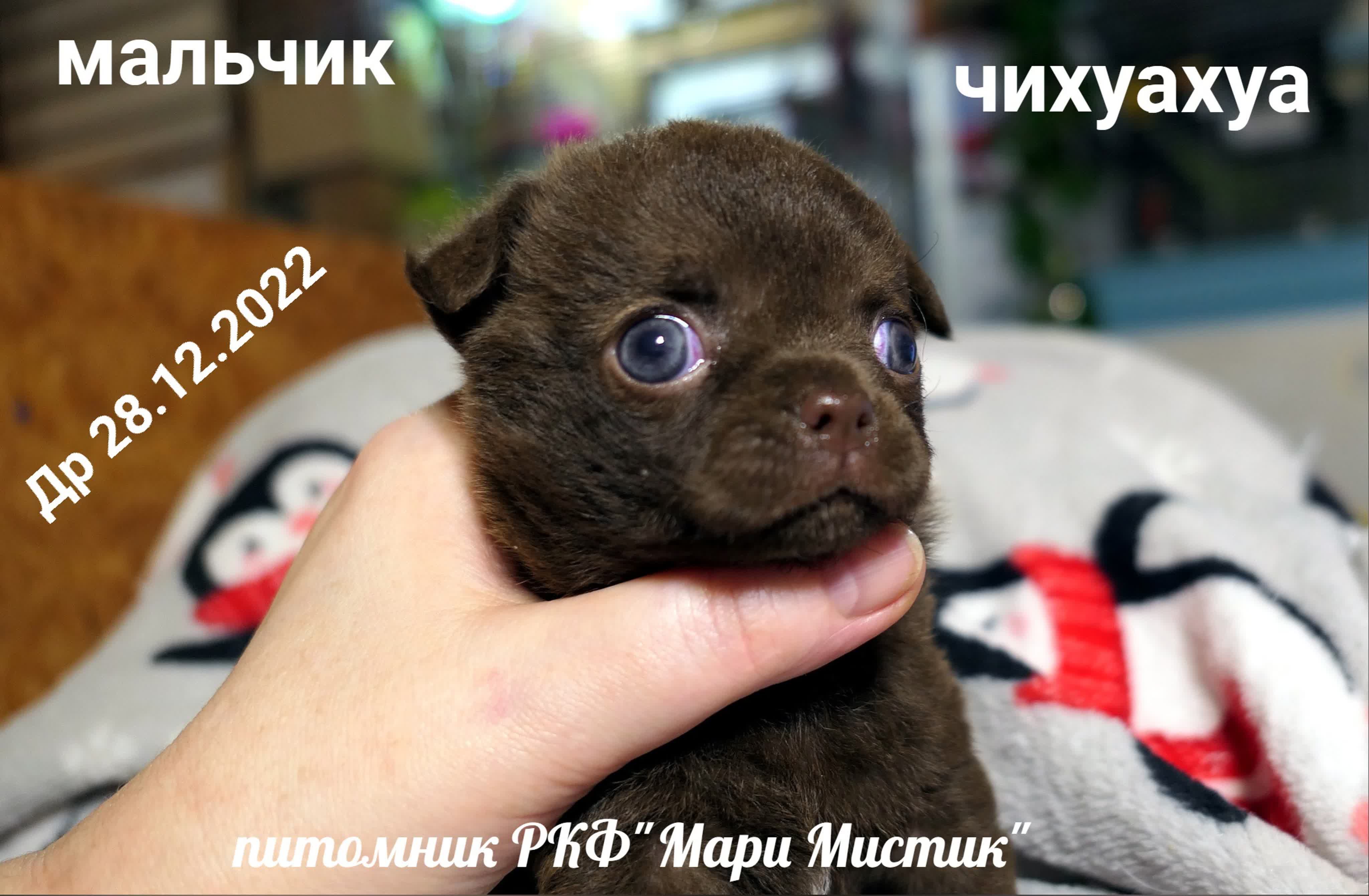 Смешной щенок #чихуахуа сосёт молоко и кусает маму ! 29 01 2023  #купитьчихуахуа +7 921 595 08 48 watch online