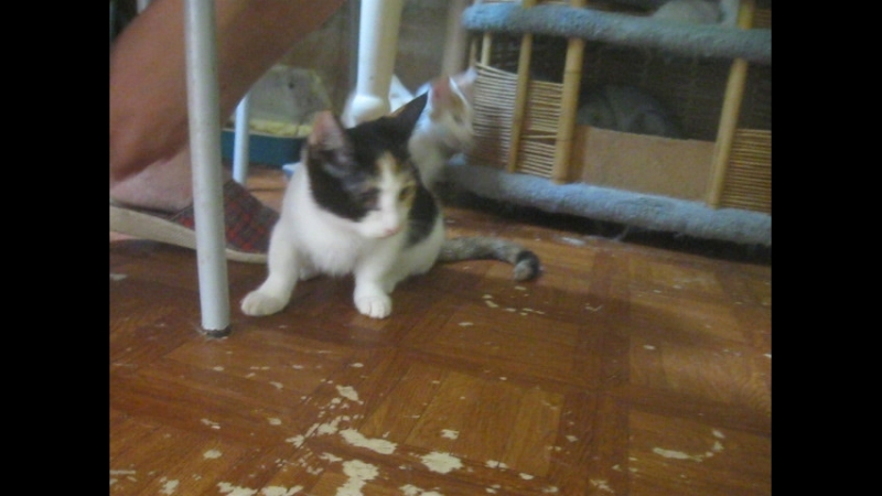 Манчкин лаура