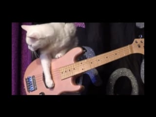 Discomax cats pleasure cats videomix by am rainwalker spacesynth