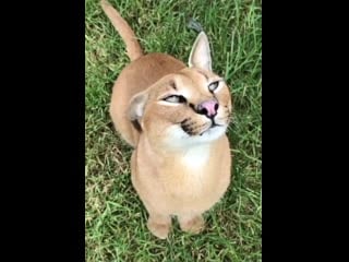 Slow motion caracal ear flap