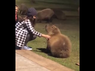 A capybara slowly being entranced with tummy rubs перевод капибарой медленно, завороженный молодые трется